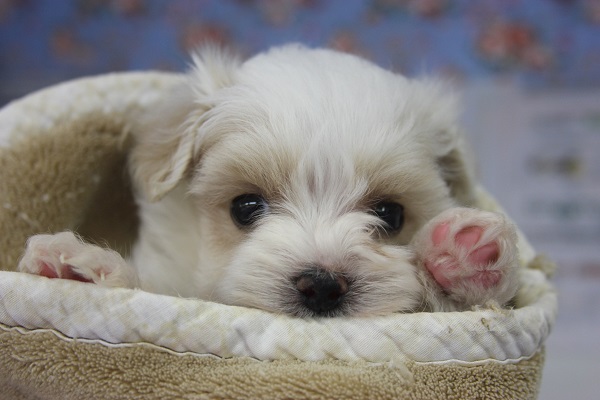 極小!とってもかわいいMIXくんがやって来てくれました！