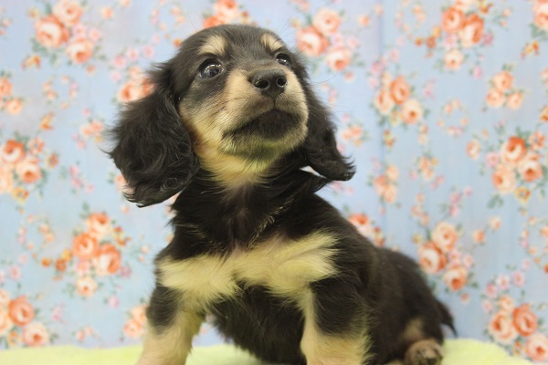 元気いっぱい☆Mダックスくん♂