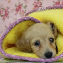 つぶらな瞳にｷｭﾝ・・・Mダックスちゃん♀☆