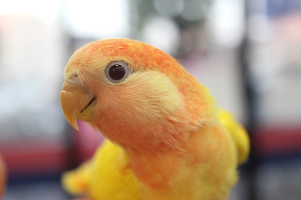 これは炎柱!!　ルチノーオパーリンコザクラさん♪