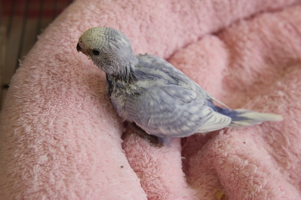 セキセイインコ（ウイング）ヒナちゃん