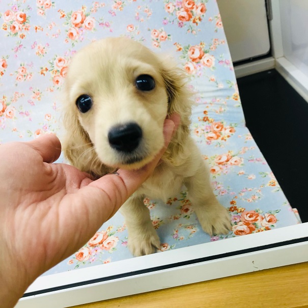 おっとりなダックスくん☆