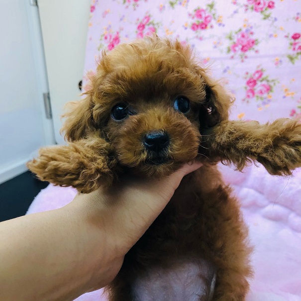 瞳きゅるるん💛トイプードルちゃん💛