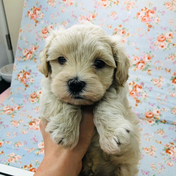 またまた来たよ！マルプーくん♪