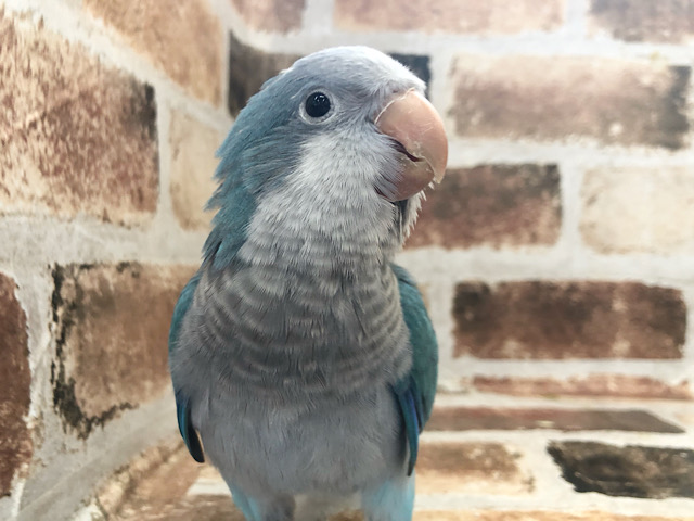 動画あり！お喋り大好き！？オキナインコヒナ(バイオレット×ブルー)