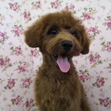 元気いっぱいトイプードルちゃん♪