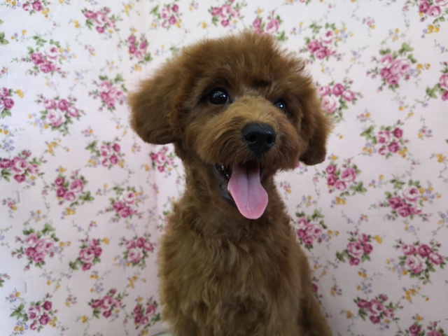 元気いっぱいトイプードルちゃん♪
