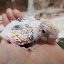 最新画像あります！！４色ハルクイン入荷いたしました～♪