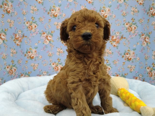 トイプードルが来ました〜