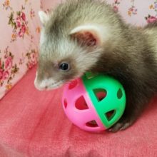 おてんば！マーシャルフェレット♡