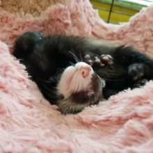 おっとり系マーシャルフェレット♡