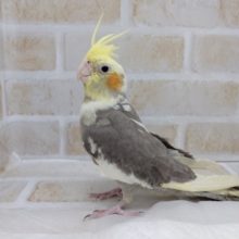 安心サイズ！！！オカメインコ パイド♪