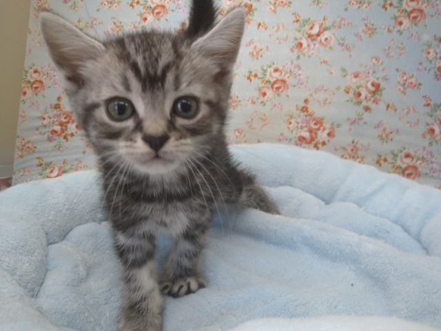 グイグイ系なアメショーが来ました!