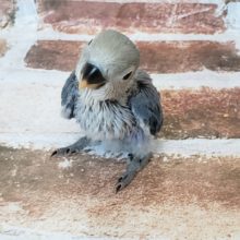 人気のカラー！小桜インコバイオレット