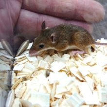 小さいねっ！！　アフリカチビネズミ　いますよ～～