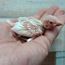 急いでください！アルビノ文鳥です♪