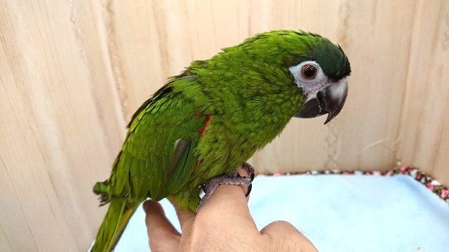 おしゃべり得意！ベタ馴れさんの　コミドリコンゴウインコ～～