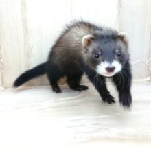 やっと来ました！マーシャルフェレット♪