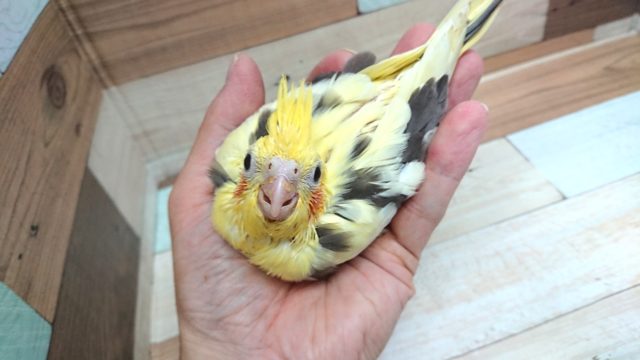 上目遣いが。。ポイントです☆　オカメインコ（パイド）～～