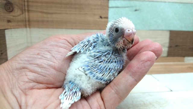 久しぶりのカラーです！セキセイインコ（スパングル）～～