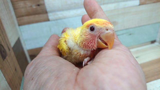 今話題のカラーです☆　コザクラインコ（ゴールデンルチノー）～～