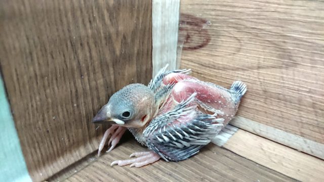 ちょっと緊張気味ですが慣れるとステキです！！シルバー文鳥！