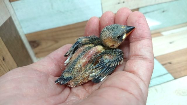 おむかえお待ちしてます！桜文鳥～～