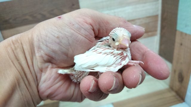 お待たせいたしました！白文鳥のヒナでｺﾞｻﾞｲﾏｽ！！
