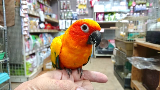 実は。。甘々さんです　コガネメキシコインコ～～