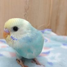 ヒナ餌卒業～かまってあげてくださいね！セキセイインコのレインボーパイド☆