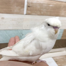 超ホヤホヤ最新画像★超レアカラー羽衣セキセイインコヒナ(ダブルファクター)！！