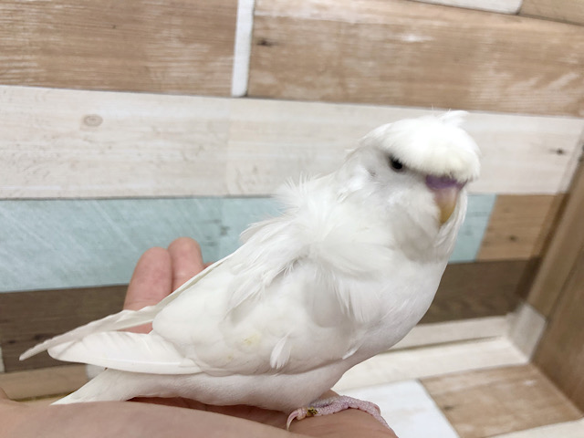 超ホヤホヤ最新画像★超レアカラー羽衣セキセイインコヒナ(ダブルファクター)！！