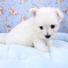 まるで羊さん?! MIX犬の男のコ 2020.10/28撮影