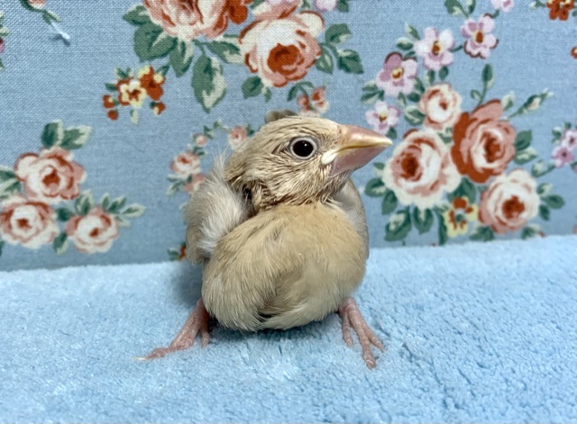 手乗り文鳥 シナモン 10月19日