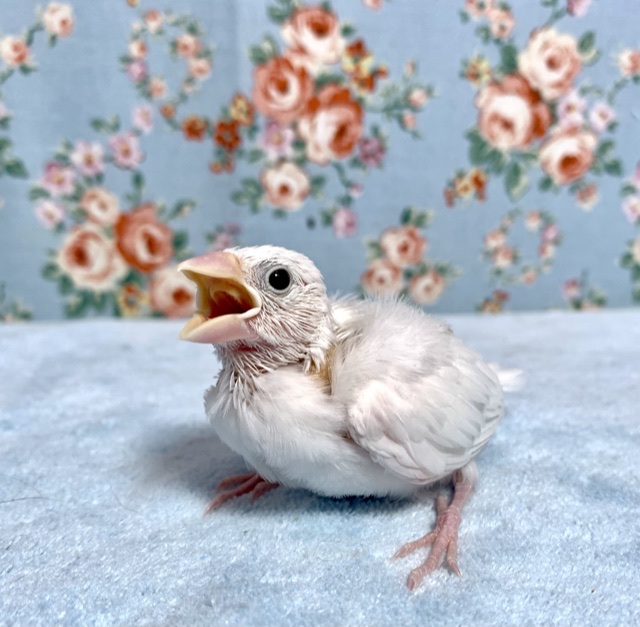 手乗り白文鳥 ヒナ 10月15日