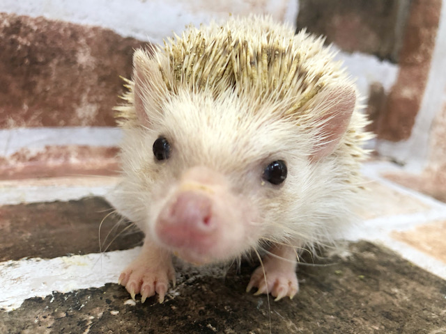 触れ合いできちゃう♪ヨツユビハリネズミくん(シナモン)