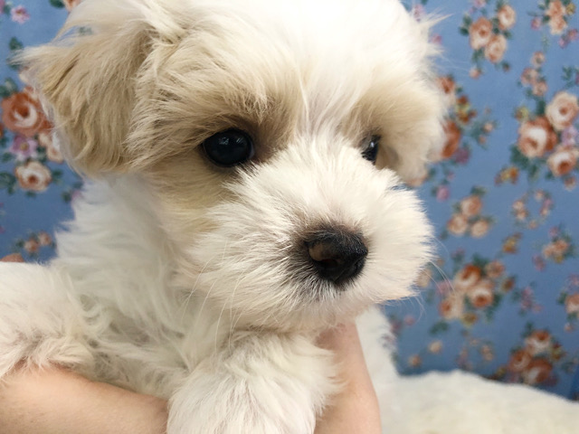 必殺技はペロペロ攻撃♥ぬいぐるみ級の可愛さ！ミックス犬(マルチーズ×プードル)