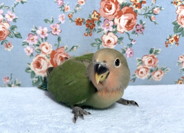 手乗りコザクラインコ ノーマル ヒナ 10月17日