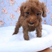 乙女系?! トイプードルの男のコ 2020.10/20撮影