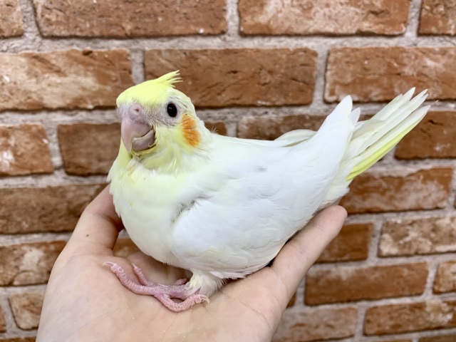 手乗りオカメインコ ルチノー 10月1日