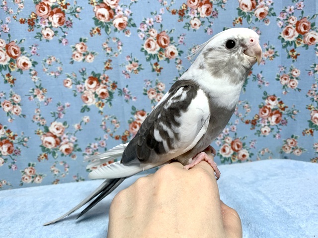 手のりオカメインコ ホワイトフェイスパイド 10月31日