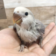 特技はてちてち突進！！コザクラインコヒナ(オパーリンバイオレット)♪