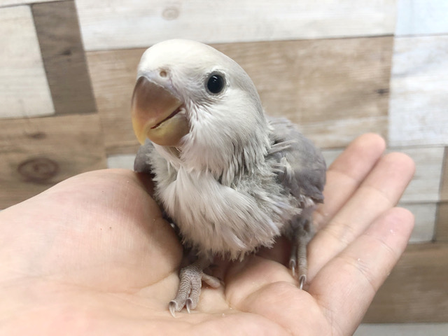 特技はてちてち突進！！コザクラインコヒナ(オパーリンバイオレット)♪
