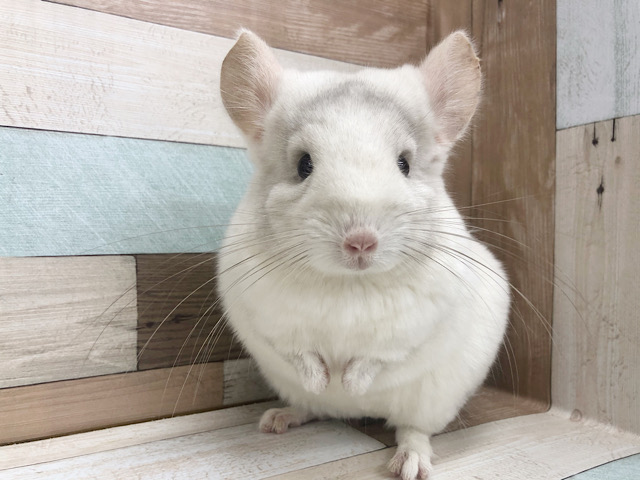 可愛いが止まらん！！チンチラ(パイド)ちゃん〜♥