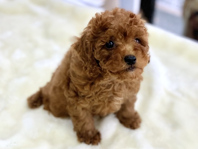 トイプードル（レッド）　2020年8月20日生まれ　男の子