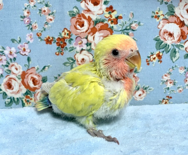 手乗りコザクラインコ ゴールデンチェリー ヒナ 10月8月