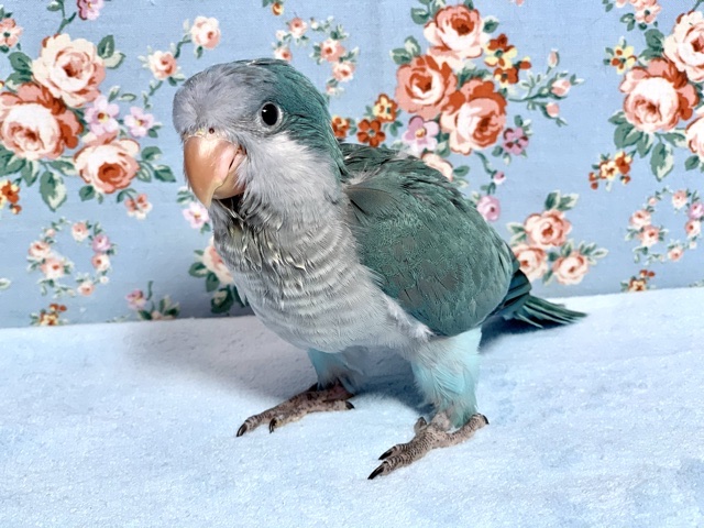 手乗りオキナインコ  ブルー(バイオレット系)  ヒナ  10月6日