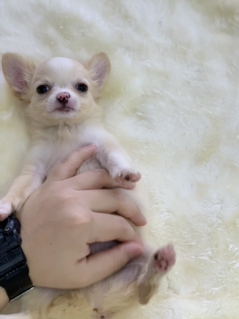 ロングコートチワワ　（クリーム&ホワイト）　2020年8月3日生まれ　男の子