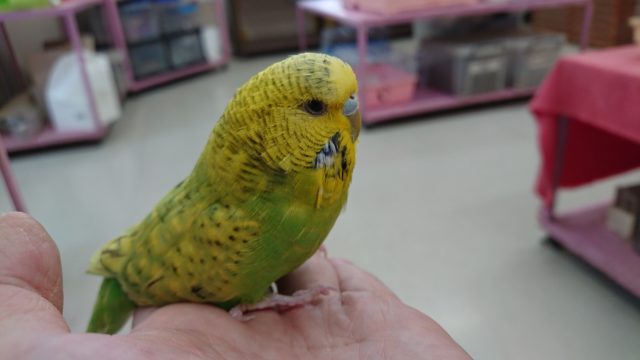 頭もっふもふ！最新画像です！ジャンボセキセイインコ 2020 10月13日撮影