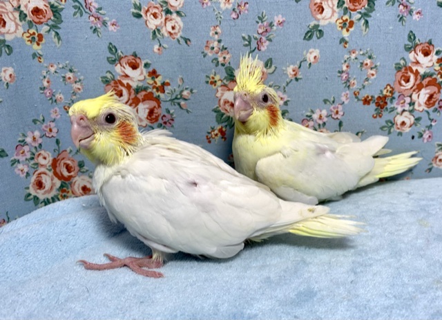 手乗りオカメインコ ヒナ 10月3日